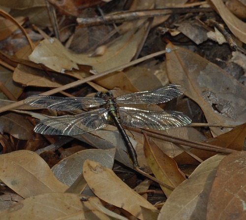 Male, teneral
2008_03_23_Effingham